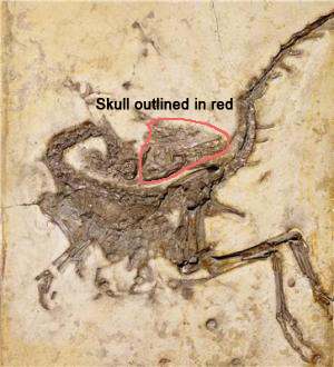 compsognathus_fossil